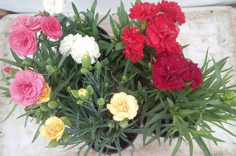 Goździk ogrodowy "Sunflor Faganza" fioletowy sadzonka w doniczce