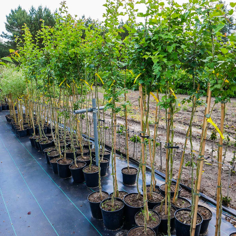 Głóg Dwuszyjkowy Paul's Scarlet Drzewiasty