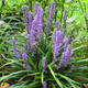 Liriope szafirkowata Big Blue (C2)