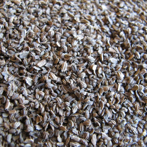 Marchew pastewna Krystyna czerwona cena za 0,5 kg