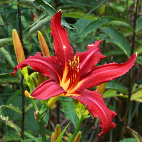 Liliowiec ogrodowy Crimson Pirate (C2) 