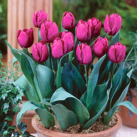 Tulipan Triumph Purple Prince