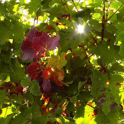 Winorośl winogrona Swenson Red