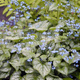 Brunnera wielkolistna Jack Frost (C2)