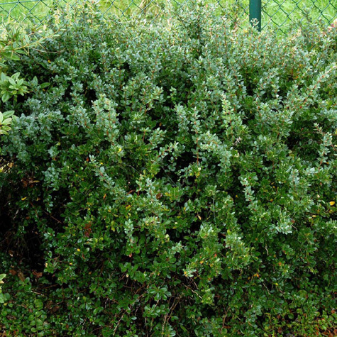 Berberys bukszpanolistny Nana zimozielony (C2)