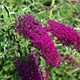Budleja Dawida Nanho Purple różowo-fioletowa (C2)