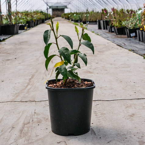 Laurowiśnia Iberyjska Angustifolia (C2)