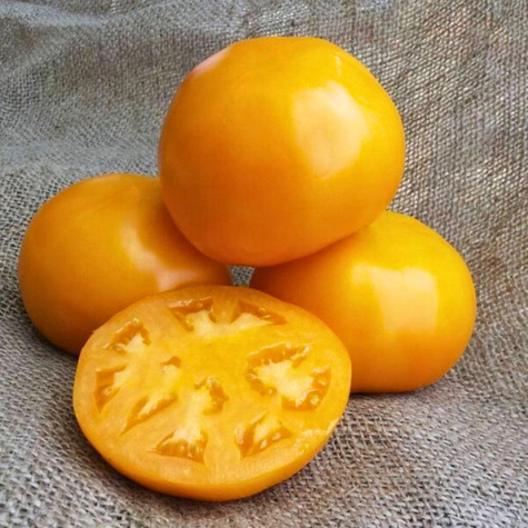 Pomidor gruntowy wysoki Złoty Ożarowski 0,5g