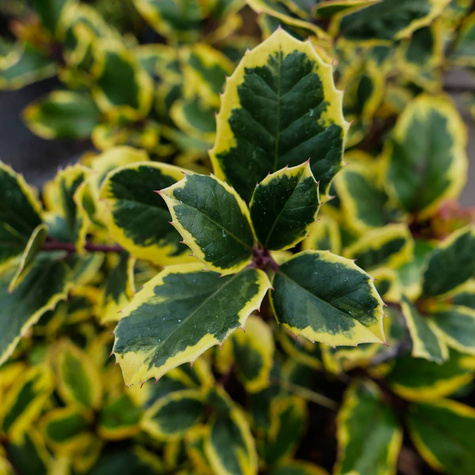 Ostrokrzew Golden King (C20)