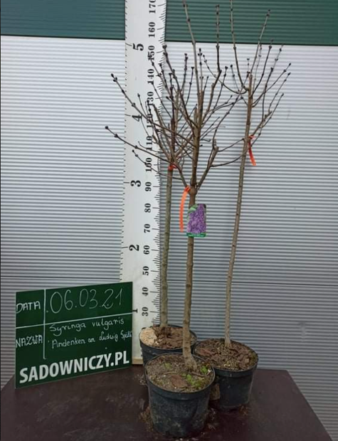 Lilak pospolity Bez Andenken an Ludwig Spath Najsilniej pachnący (C2)