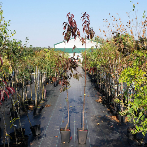 Śliwa wiśniowa Flora Rosea Plena (C2)