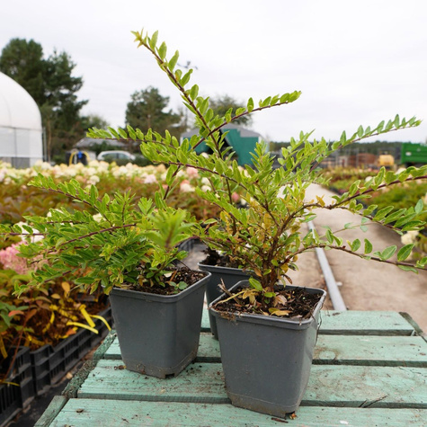 Suchodrzew lśniący mirtolistny Maigrun (P9)