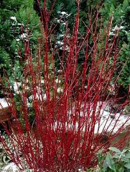 Dereń biały Westonbirt