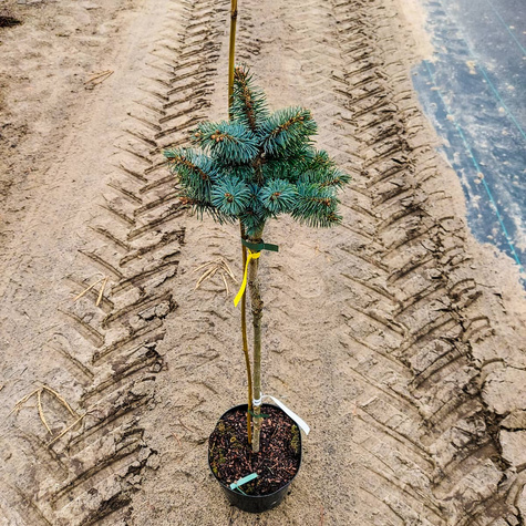 Świerk sitkajski Rom szczepiony na pniu Pa70