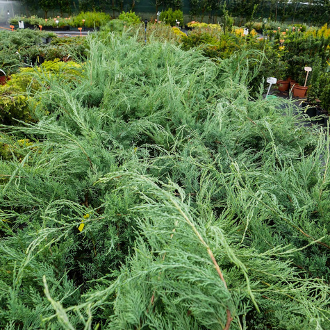 Jałowiec wirginijski Hetz srebrzysty iglak