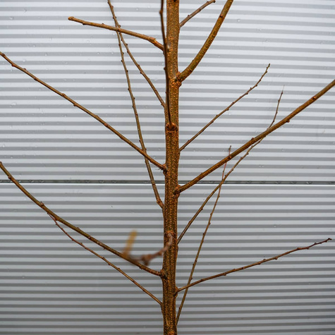 Śliwko-morela Śliwomorela Plumcot Plant Pack