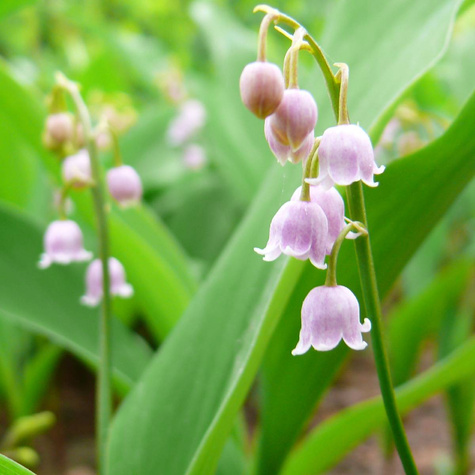 Konwalia majowa Rosea (C2)