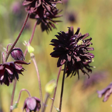 Orlik pospolity plena Black Barlow (C2)