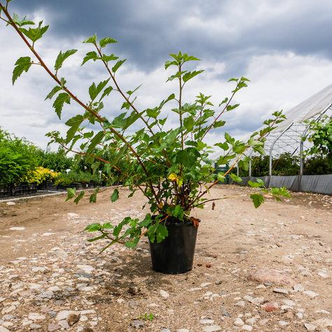 Pęcherznica główkowa Tilden Park (C2)