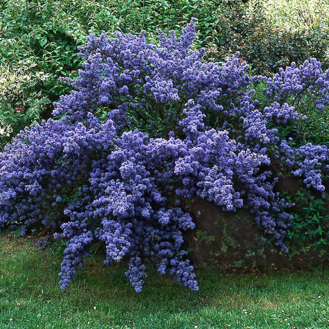 Prusznik Victoria (C2)