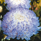 Aster chiński peoniowy wysoki Miraż niebiesko-fioletowy 1 g
