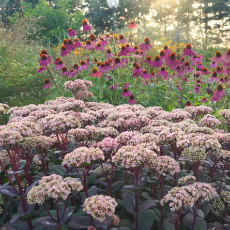 Rozchodnik wielki Matrona (C2)