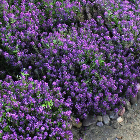 Smagliczka nadmorska liliowa 1g