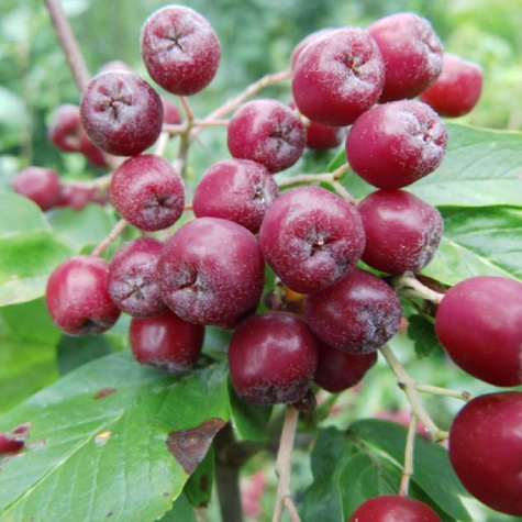 Jarzęboaronia Titan