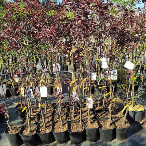 Śliwa dziecięca (C20)