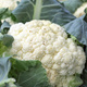 Kalafior średniowczesny Bora 1g