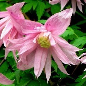 Powojnik Clematis botaniczny Markham's Pink