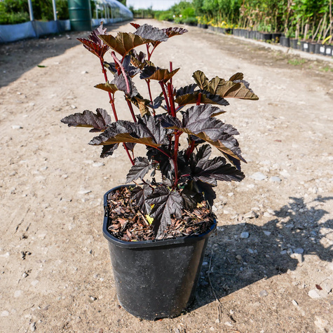 Pęcherznica kalinolistna Panther (C2)