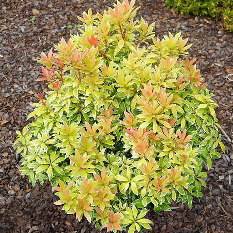 Pieris japoński Little Goldy (C2)