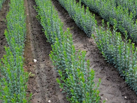 Ligustr Liguster zimozielony (C2)