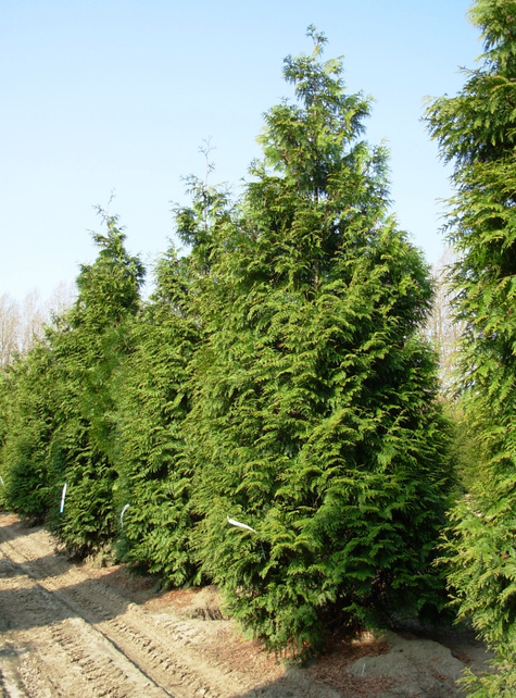 Thuja Tuja Żywotnik olbrzymi Excelsa (P9)