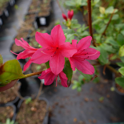 Azalia japońska Tareador