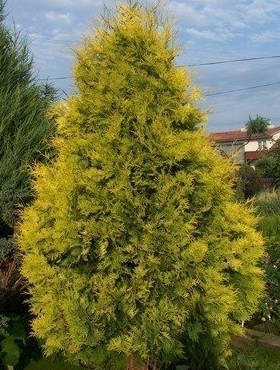 Thuja Tuja Żywotnik zachodni Sunkist (C2)