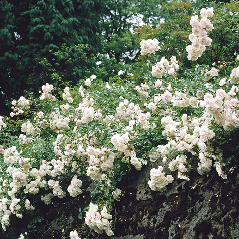 Róża okrywowa Sea Foam biała (C2)