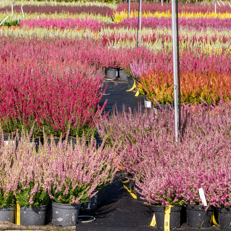 Zestaw 6 x Wrzos pospolity tricolor Trio Mix 3 kolorów sadzonki