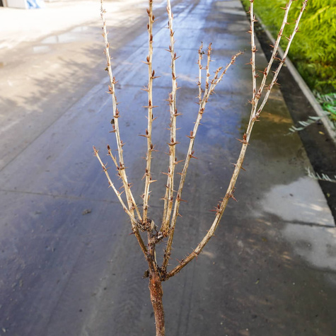 Agrest czerwony Hinnonmaki Rot na pniu Plant Pack