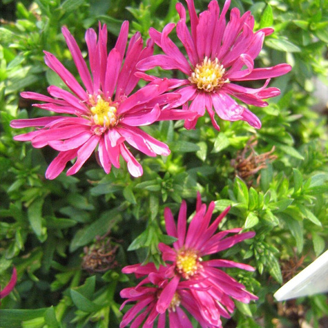 Aster nowobelgijski Winston Churchill bordowy (C2)