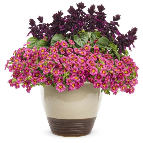 Calibrachoa Mini Surfinia Calita Special Cherry Star bordowo-żółta NOWOŚĆ