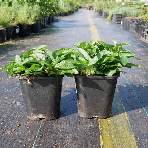 Przetacznik kłosowy Blue (C2)