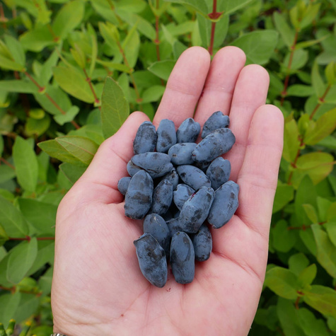 Jagoda kamczacka Klon 44 (P9)