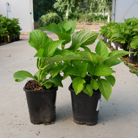 Hortensja ogrodowa Blaumeise (C2)