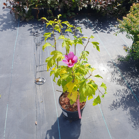 Ketmia syryjska Maike (C2)