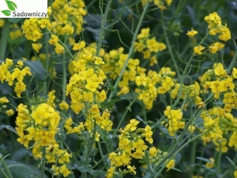 Rzepik Perko dla ślimaków 1kg