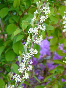 Wiśnia piaskowa (C2)