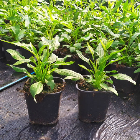 Jeżówka purpurowa Pappalo Semi Double White