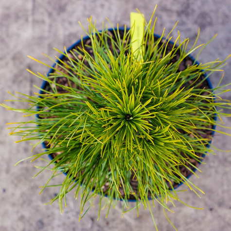 Sosna górska kosodrzewina Varella szczepiona NP